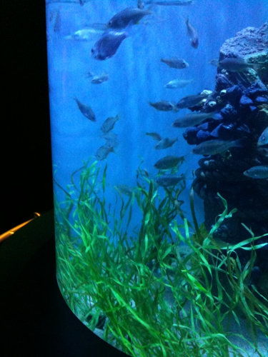 Aquarium of the Pacific 2