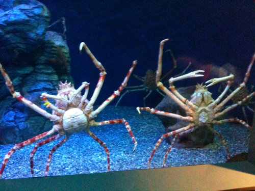 Aquarium of the Pacific 3