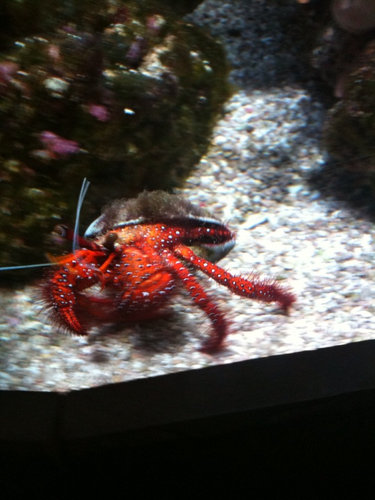 Aquarium of the Pacific 4