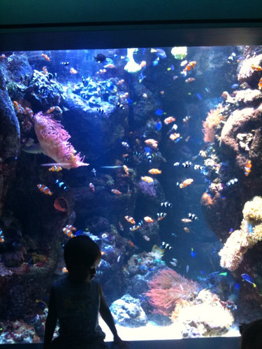 Aquarium of the Pacific 6
