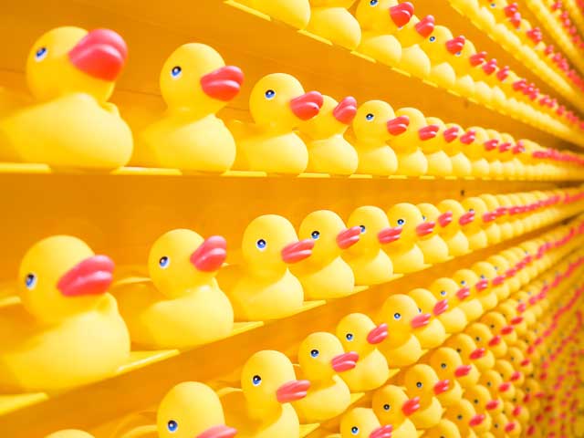 a lot of ducks