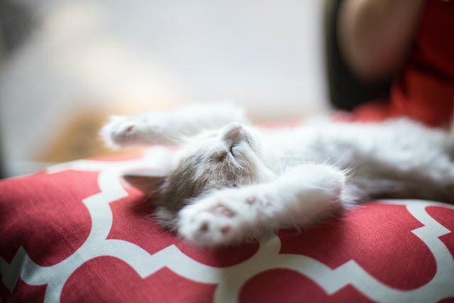 photo - Kitty 1