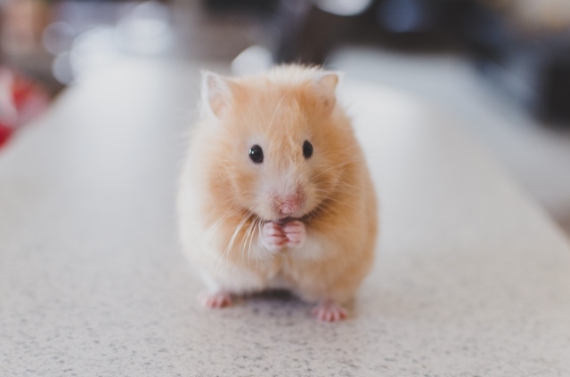 photo - rat